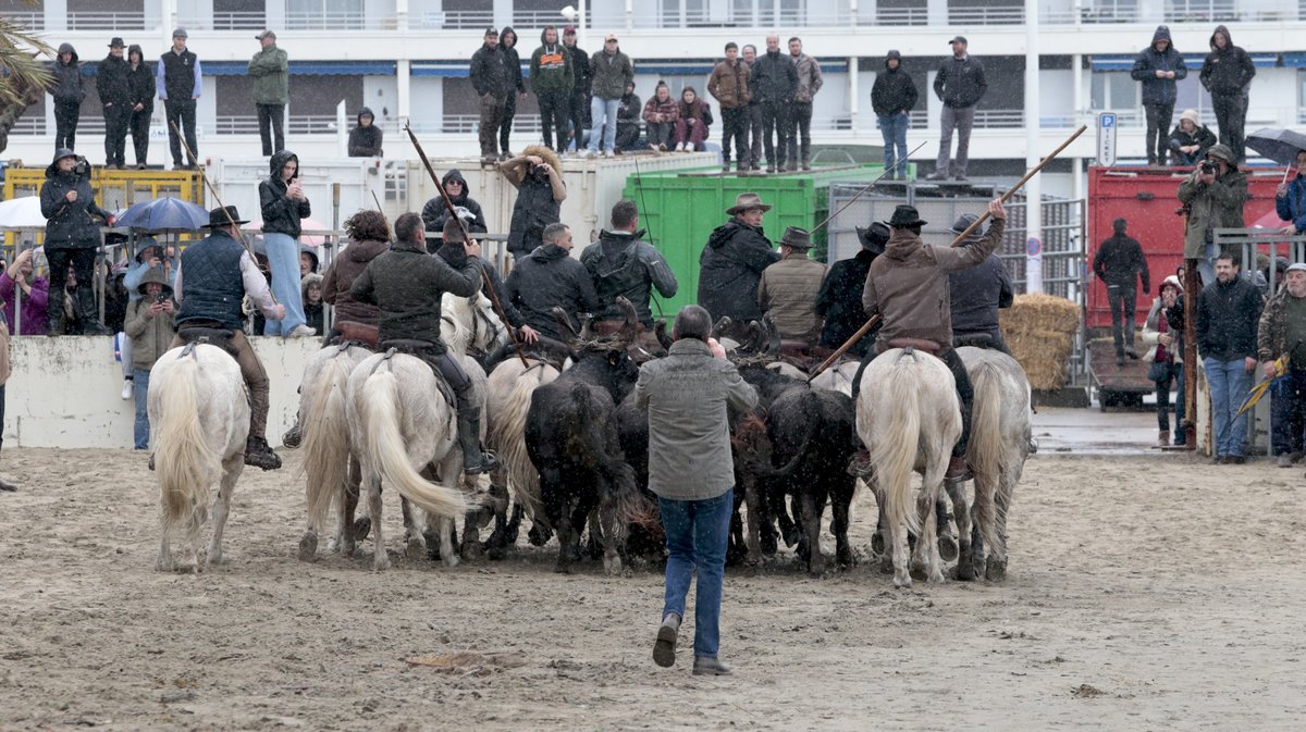 Abrivado des plages Grau-du-Roi en 2026 (Photo Anthony Maurin)