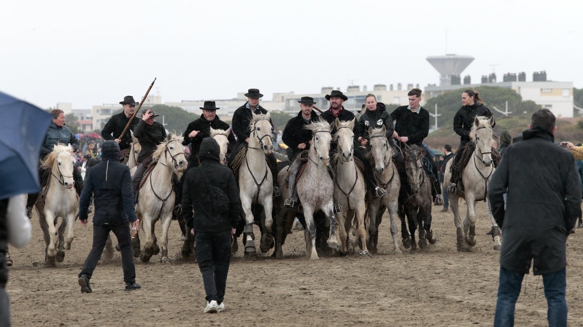 Abrivado des plages Grau-du-Roi en 2026 (Photo Anthony Maurin)