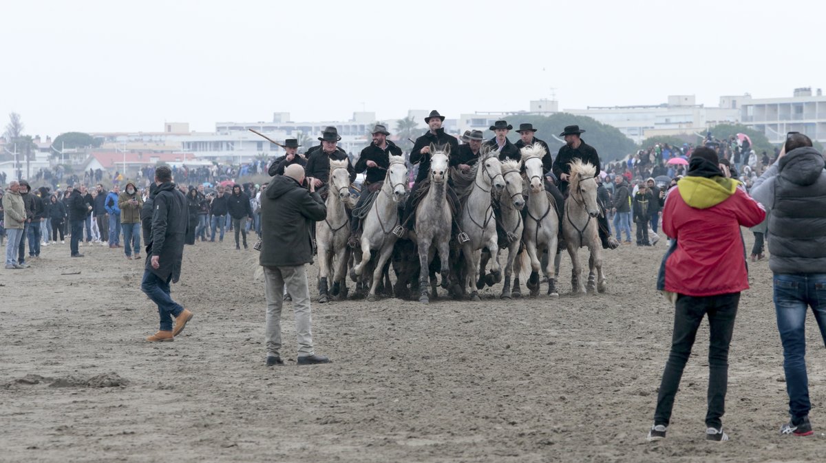 Abrivado des plages Grau-du-Roi en 2026 (Photo Anthony Maurin)