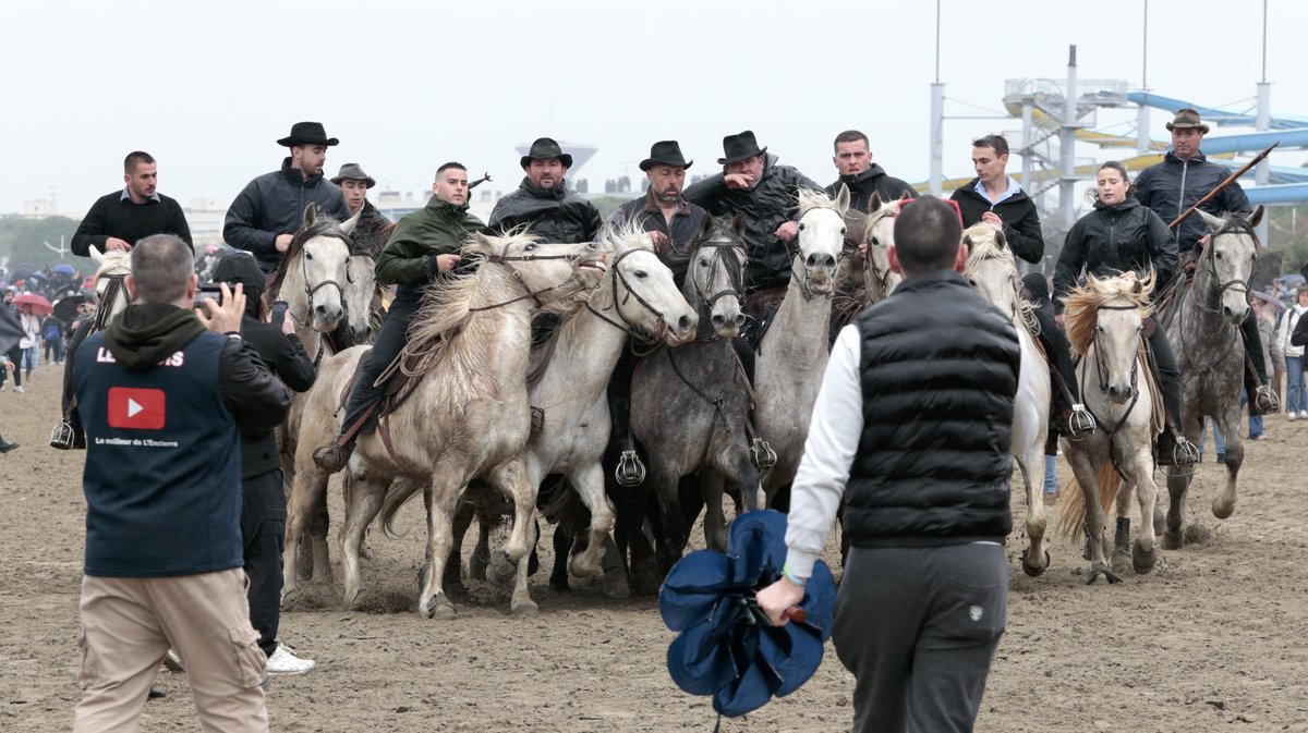 Abrivado des plages Grau-du-Roi en 2026 (Photo Anthony Maurin)