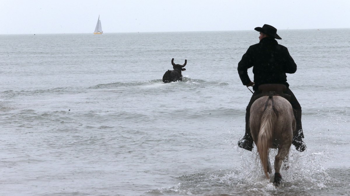 Abrivado des plages Grau-du-Roi en 2026 (Photo Anthony Maurin)