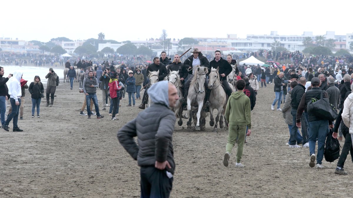 Abrivado des plages Grau-du-Roi en 2026 (Photo Anthony Maurin)