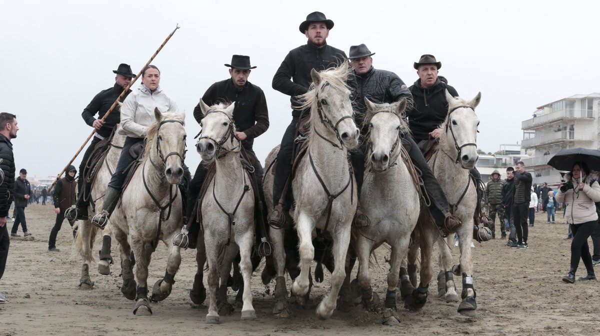 Abrivado des plages Grau-du-Roi en 2026 (Photo Anthony Maurin)
