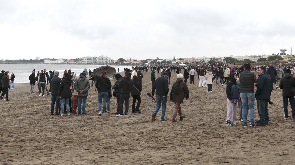 Abrivado des plages Grau-du-Roi en 2026 (Photo Anthony Maurin)