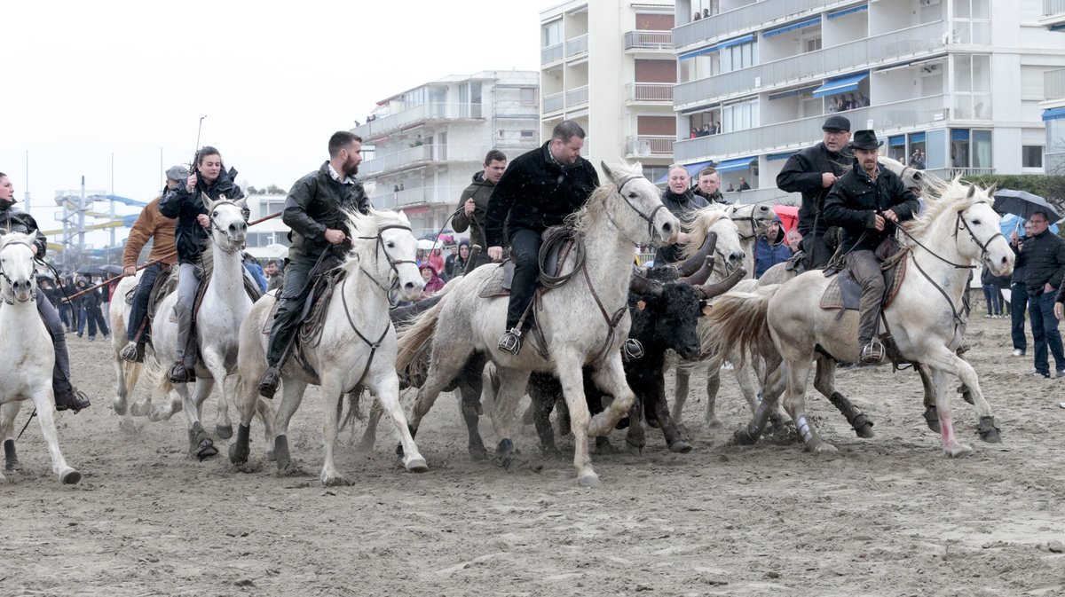 Abrivado des plages Grau-du-Roi en 2026 (Photo Anthony Maurin)