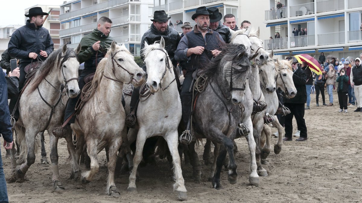 Abrivado des plages Grau-du-Roi en 2026 (Photo Anthony Maurin)