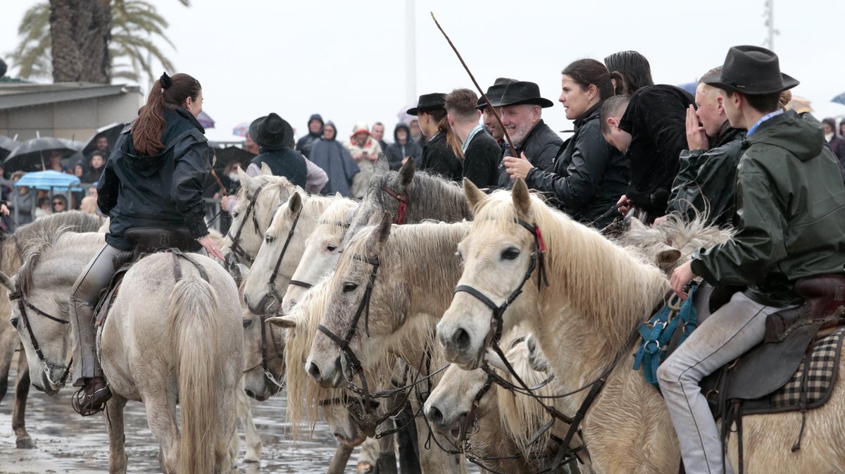Abrivado des plages Grau-du-Roi en 2026 (Photo Anthony Maurin)