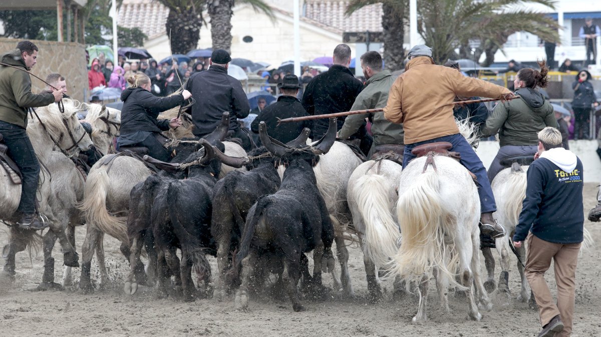 Abrivado des plages Grau-du-Roi en 2026 (Photo Anthony Maurin)