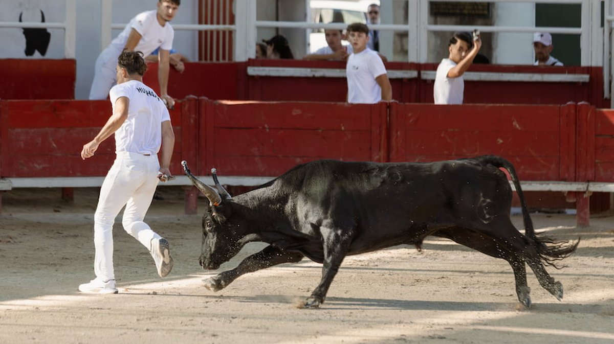 courses-camarguaises Nîmes métropole