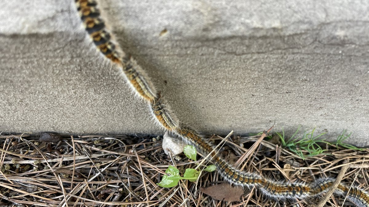 Chenilles processionnaires 2026 (Photo Anthony Maurin)