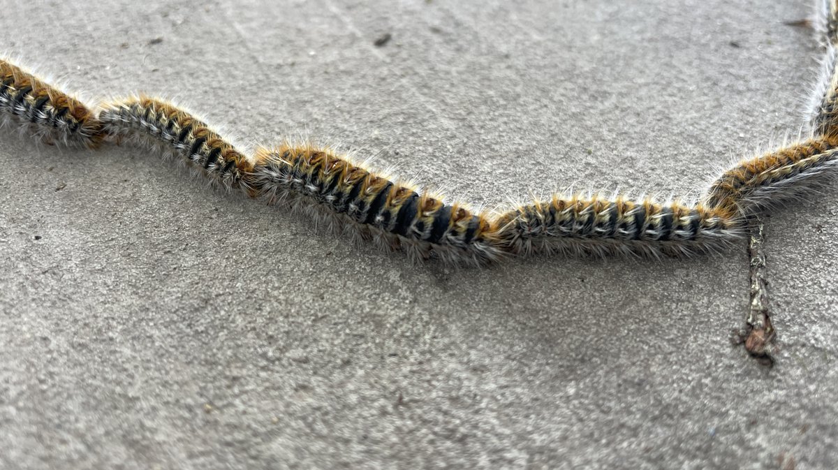 Chenilles processionnaires 2026 (Photo Anthony Maurin)