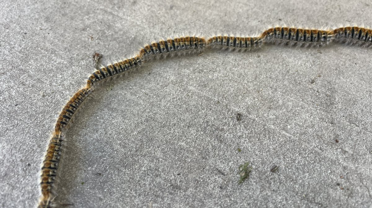 Chenilles processionnaires 2026 (Photo Anthony Maurin)