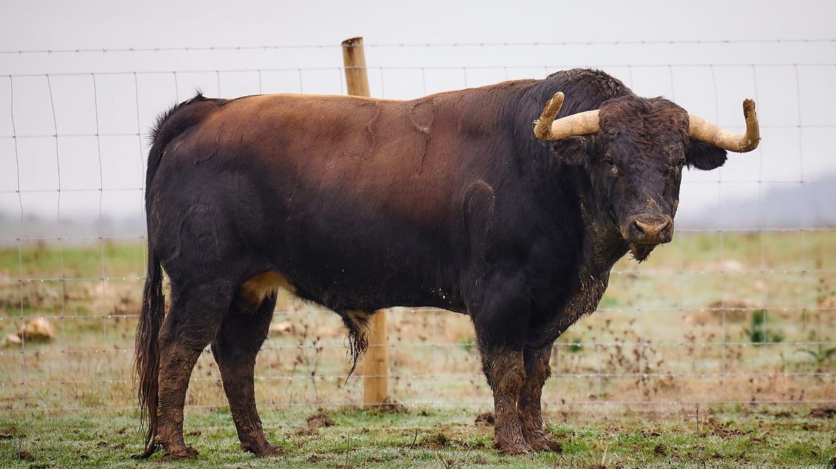 Un Murteira Grava (Photo Arènes d'Arles)