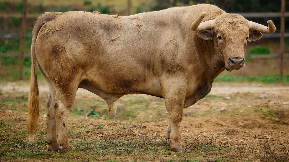 Un Torrealta (Photo Arènes D'Arles)
