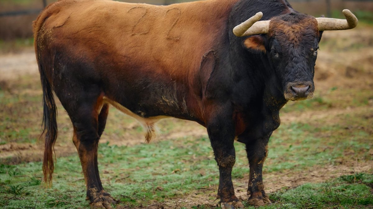 Un Torrealta (Photo Arènes D'Arles)