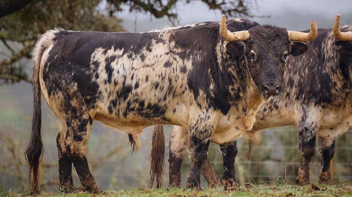 Un Murteira Grava (Photo Arènes d'Arles)