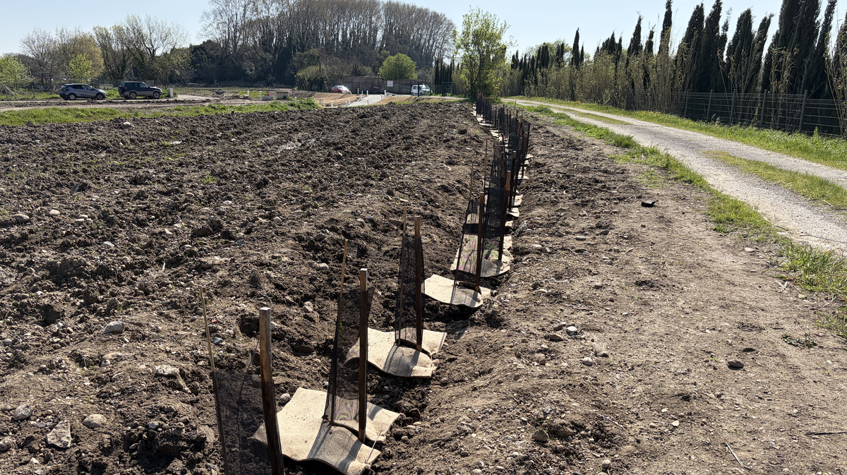 plantation haies buffalon rodilhan chasseurs