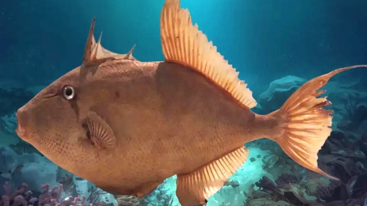 baliste commun Expo muséum histoire naturelle