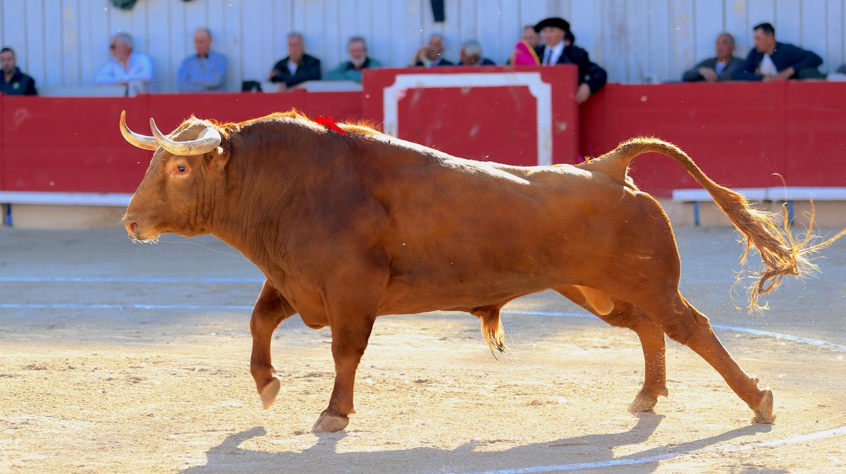 Corrida de Garcigrande pour Jose Maria Manzanares, Alejandro Talavante et Marco Perez (Photo Anthony Maurin)