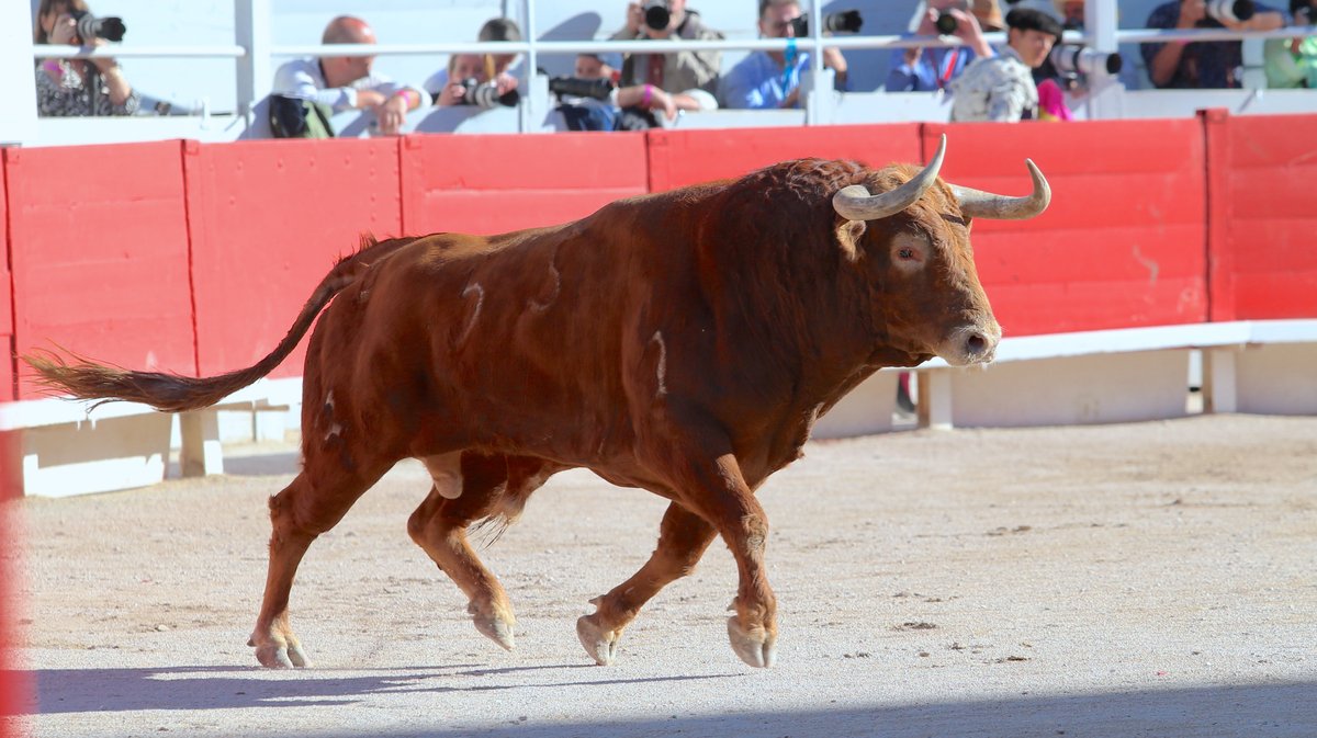 Corrida de Torrealta pour Daniel Luque, Emilio de Justo et Tomas Rufo (Photo Anthony Maurin)