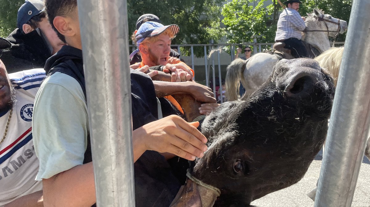 Journées taurines de Griffeuille 2026