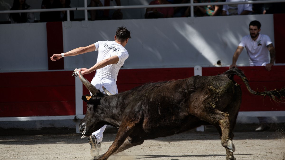 redessan course camarguaise raseteurs