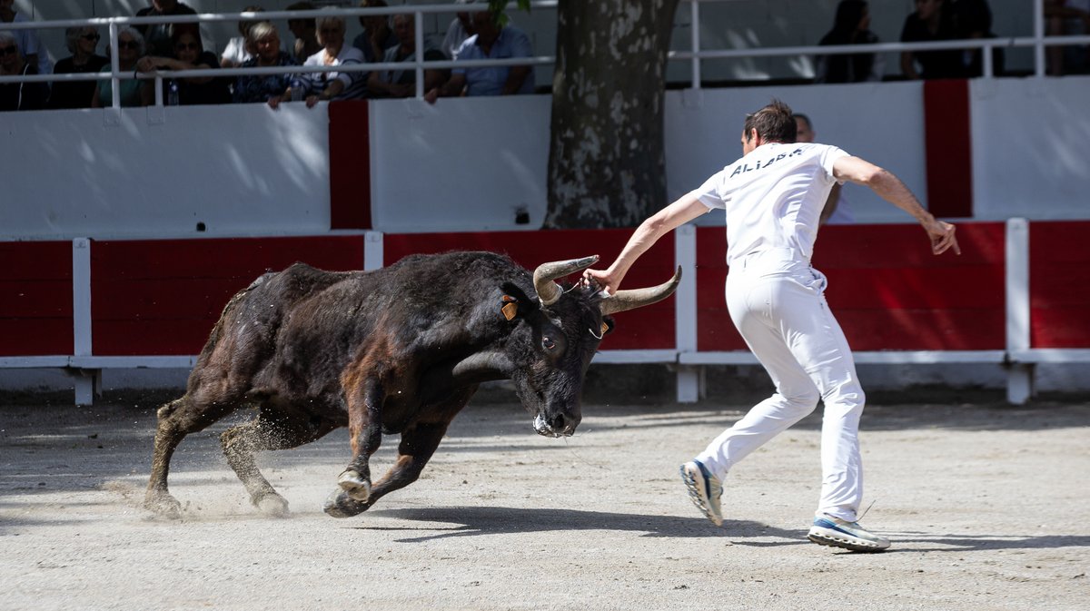 redessan course camarguaise raseteurs