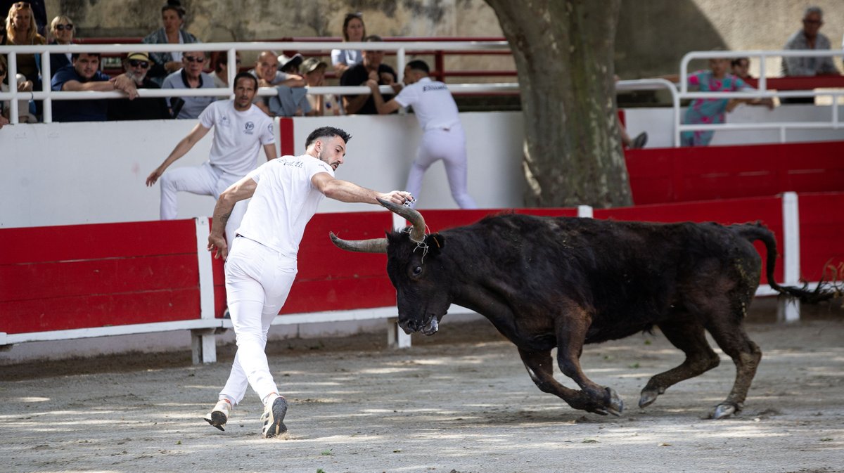 redessan course camarguaise raseteurs