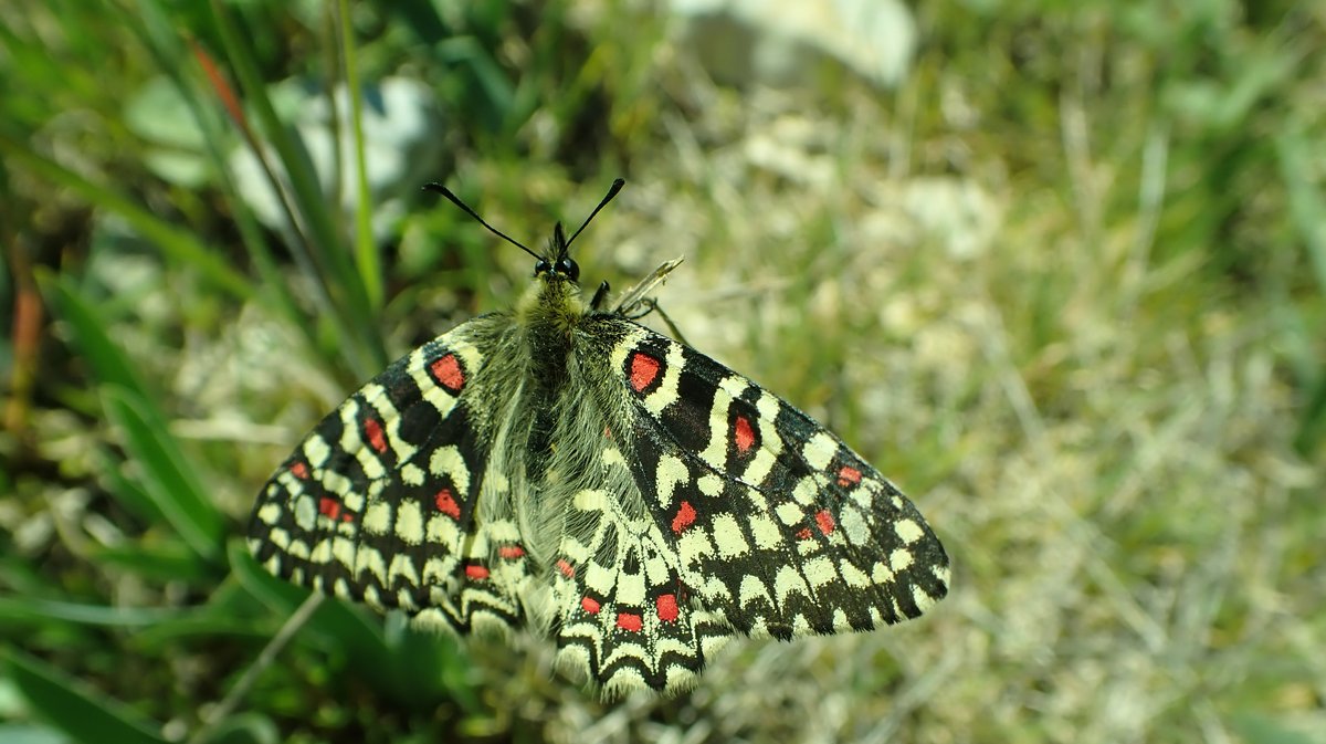 Sortie nature Les Fées Papillons (Photo Cyrielle Bernard)