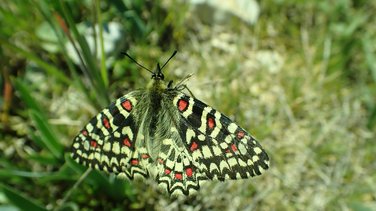 Sortie nature Les Fées Papillons (Photo Cyrielle Bernard)