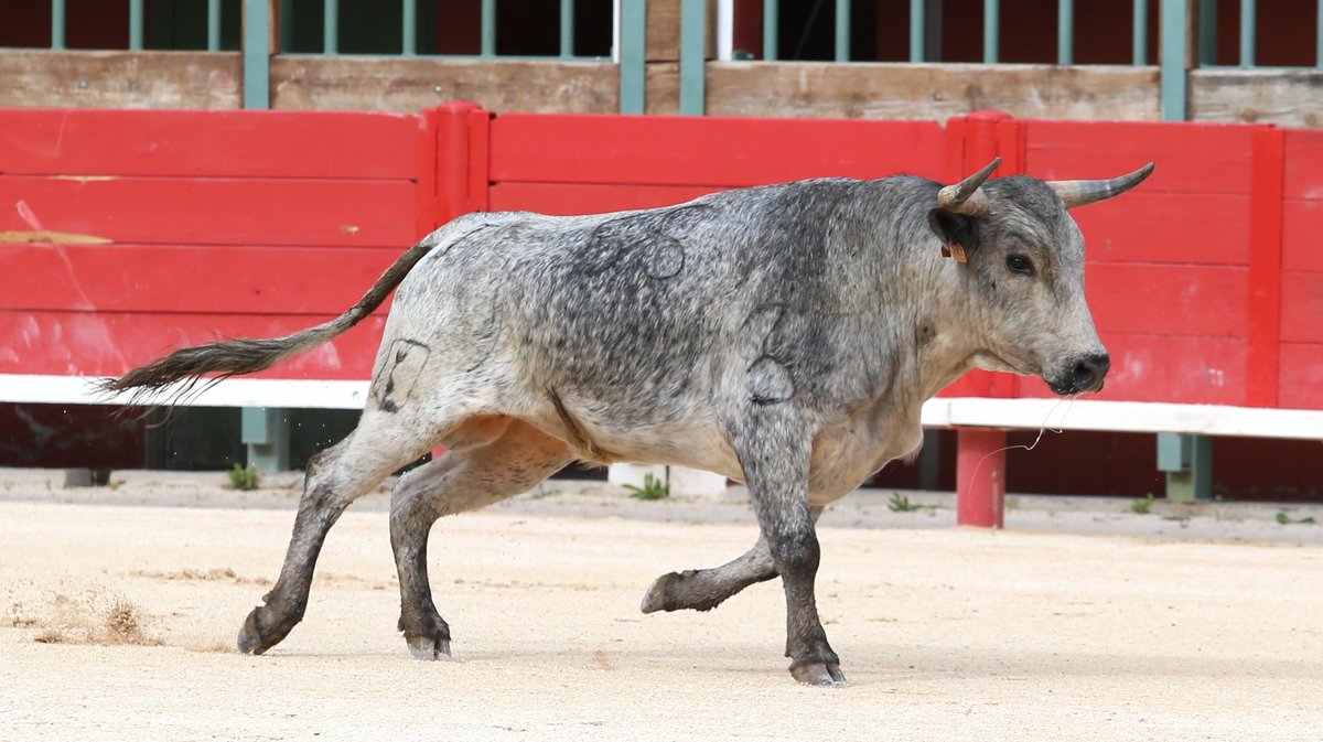 Novillada sans picadors de la Journée de l'Avenir avec François André, Turquay, Barcelo et La Suerte pour Mathias Sauvaire, Rémy Asensio, Esteban Navarro et Rogelio Pajuelo (Photo Anthony Maurin)