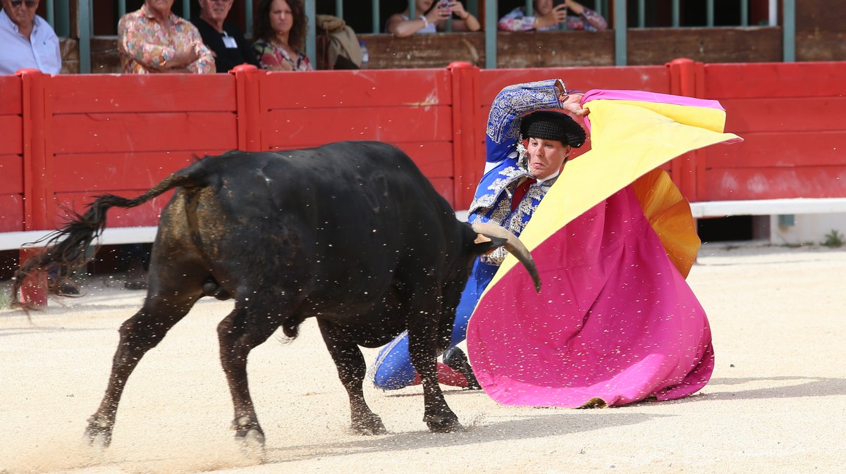 Novillada sans picadors de la Journée de l'Avenir avec François André, Turquay, Barcelo et La Suerte pour Mathias Sauvaire, Rémy Asensio, Esteban Navarro et Rogelio Pajuelo (Photo Anthony Maurin)