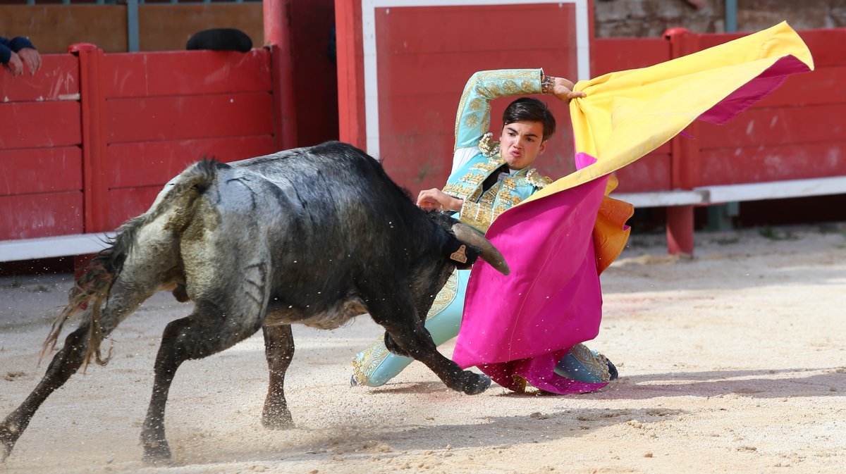 Novillada sans picadors de la Journée de l'Avenir avec François André, Turquay, Barcelo et La Suerte pour Mathias Sauvaire, Rémy Asensio, Esteban Navarro et Rogelio Pajuelo (Photo Anthony Maurin)
