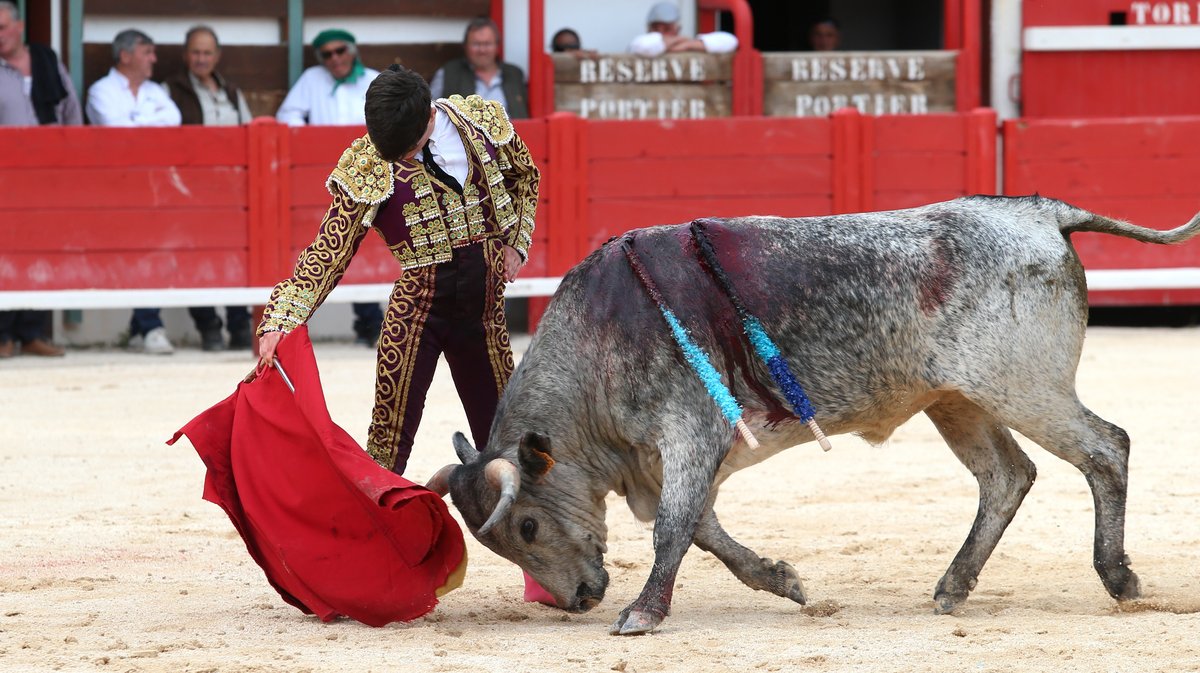 Novillada sans picadors de la Journée de l'Avenir avec François André, Turquay, Barcelo et La Suerte pour Mathias Sauvaire, Rémy Asensio, Esteban Navarro et Rogelio Pajuelo (Photo Anthony Maurin)