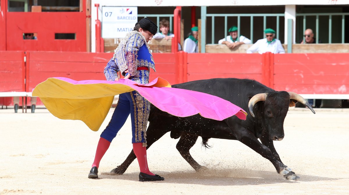 Novillada sans picadors de la Journée de l'Avenir avec un exemplaire de Barcelo pour Mathias Sauvaire (Photo Anthony Maurin)