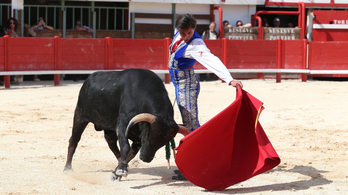 Novillada sans picadors de la Journée de l'Avenir avec un exemplaire de Barcelo pour Mathias Sauvaire (Photo Anthony Maurin)