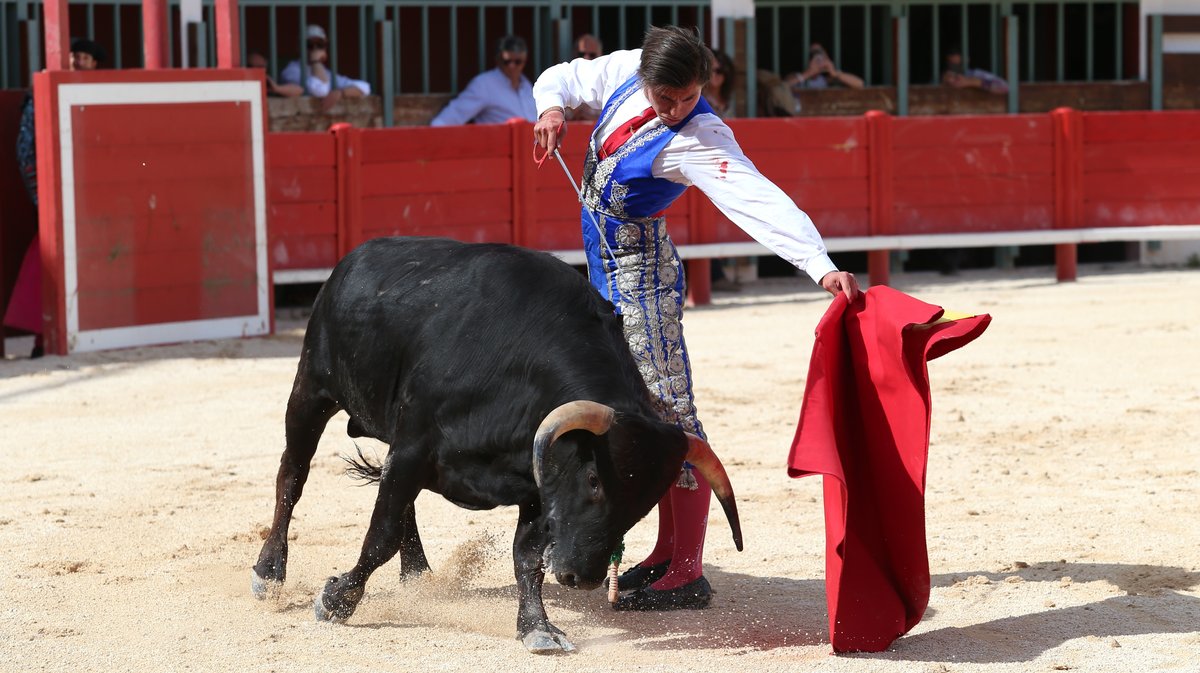 Novillada sans picadors de la Journée de l'Avenir avec un exemplaire de Barcelo pour Mathias Sauvaire (Photo Anthony Maurin)