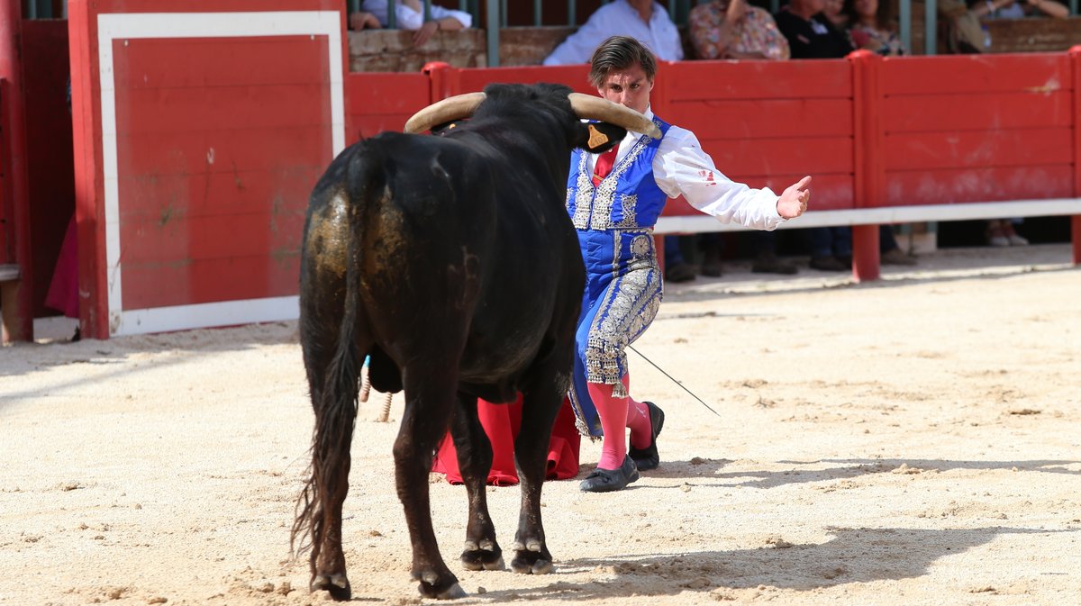 Novillada sans picadors de la Journée de l'Avenir avec un exemplaire de Barcelo pour Mathias Sauvaire (Photo Anthony Maurin)