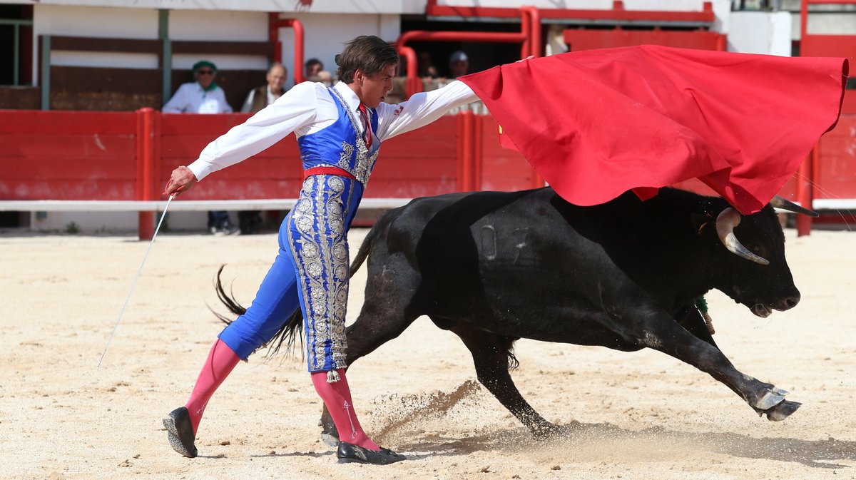 Novillada sans picadors de la Journée de l'Avenir avec un exemplaire de Barcelo pour Mathias Sauvaire (Photo Anthony Maurin)