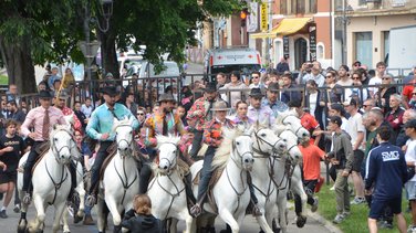 Concours d'Abrivado Feria Alès 2026
