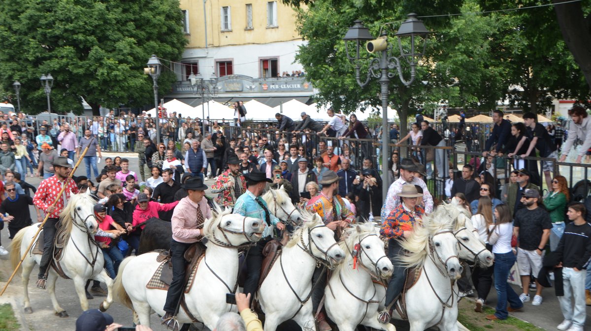Concours d'Abrivado Feria Alès 2026