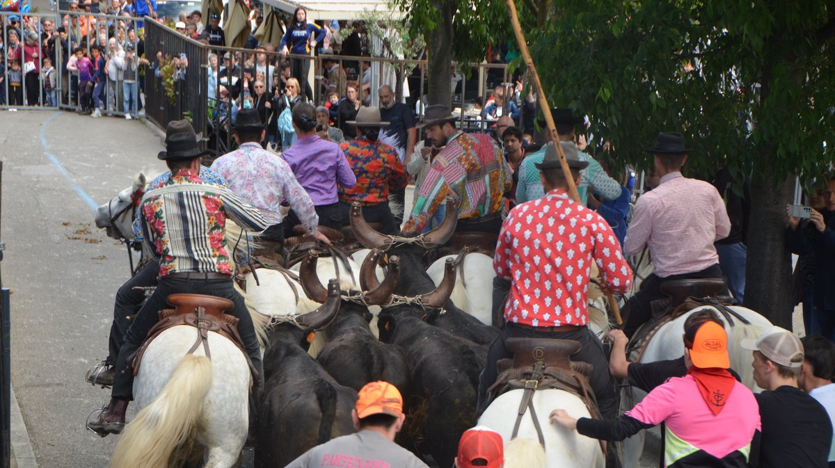 Concours d'Abrivado Feria Alès 2026