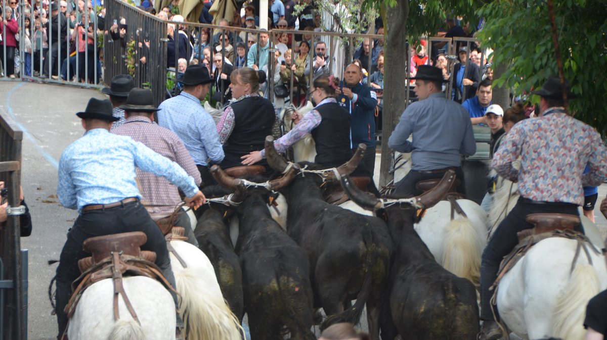Concours d'Abrivado Feria Alès 2026