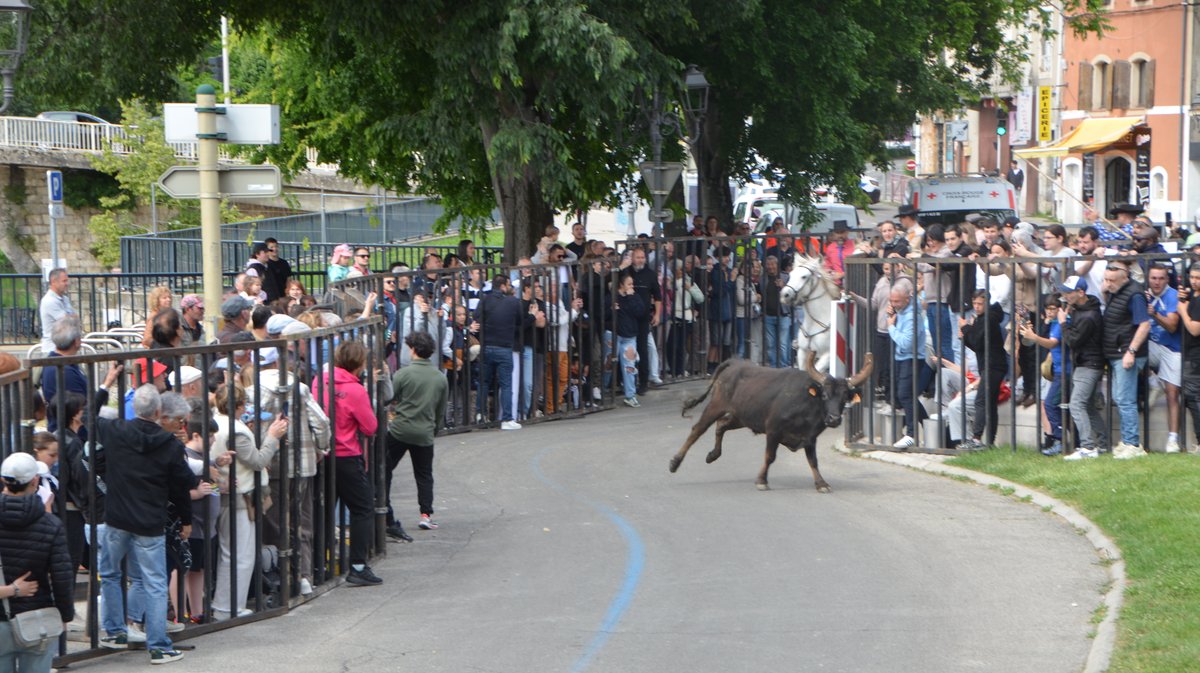 Concours d'Abrivado Feria Alès 2026