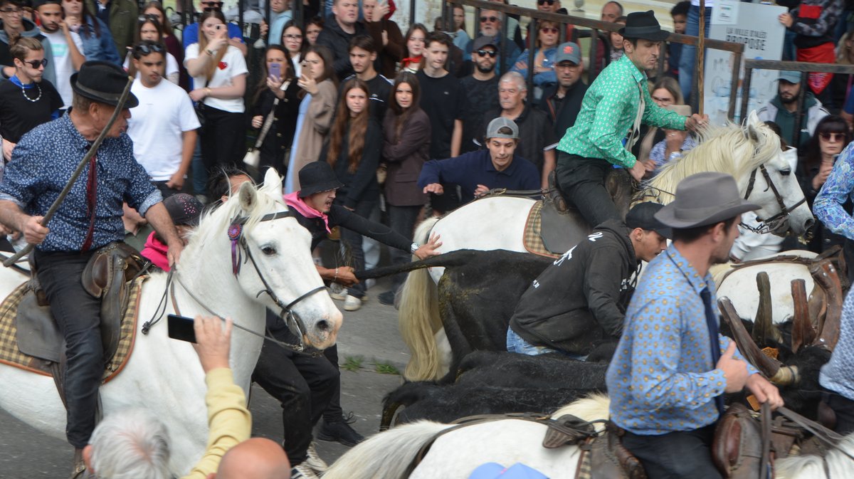 Concours d'Abrivado Feria Alès 2026