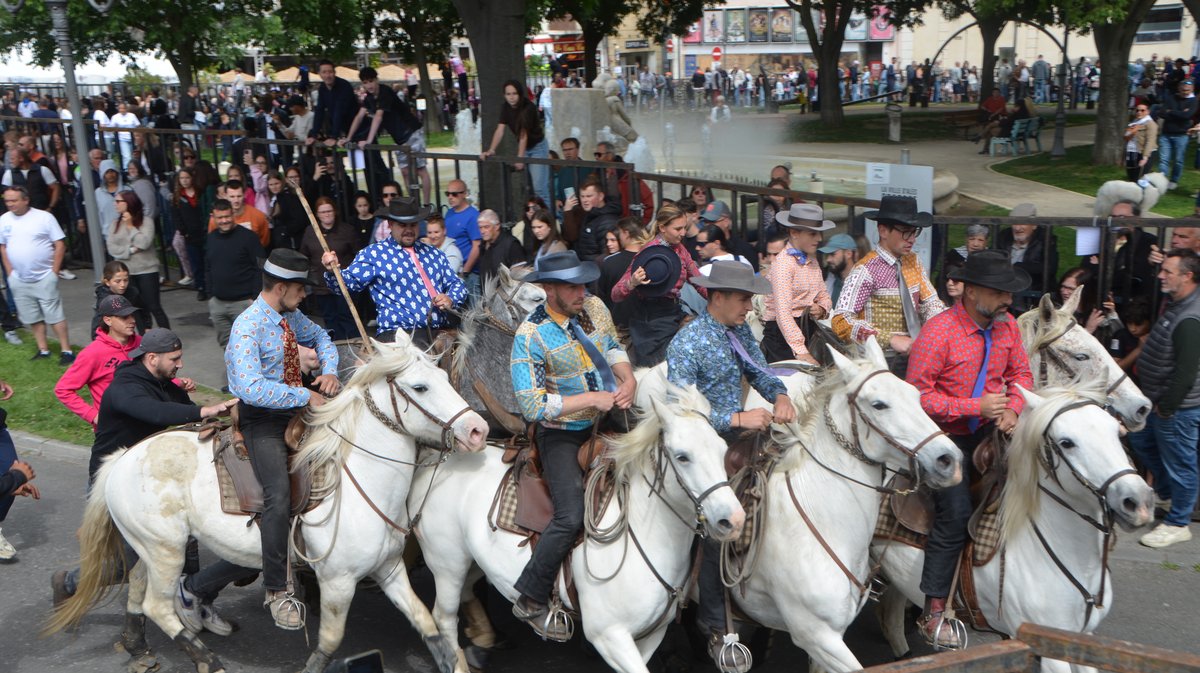 Concours d'Abrivado Feria Alès 2026