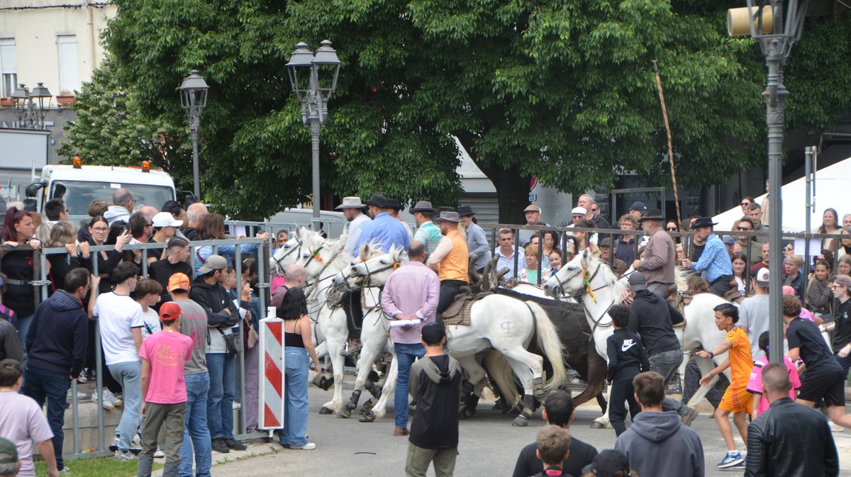 Concours d'Abrivado Feria Alès 2026
