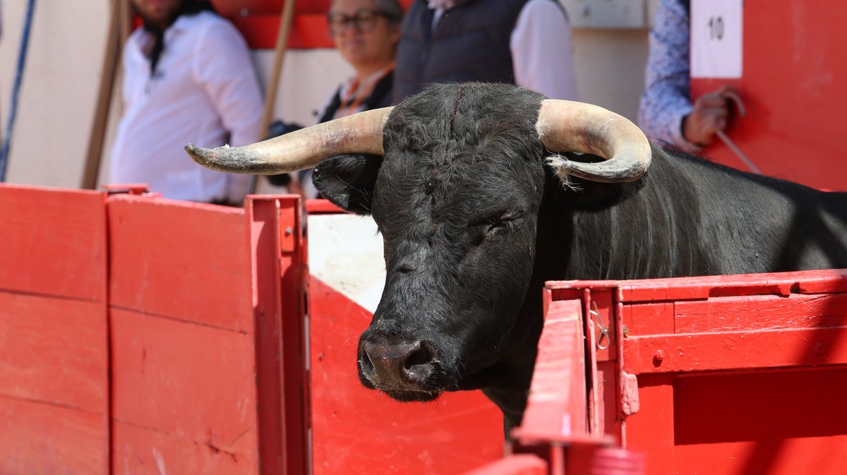 Mano a mano de Barcelo et La Suerte pour Mathias Sauvaire et Rémy Asensio (Photo Anthony Maurin)