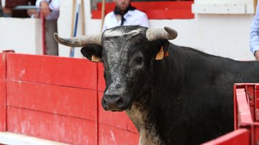 Mano a mano de Barcelo et La Suerte pour Mathias Sauvaire et Rémy Asensio (Photo Anthony Maurin)
