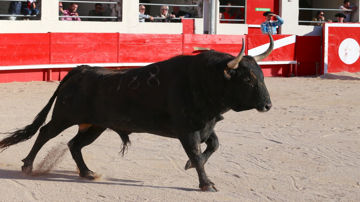 Corrida du Curé de Valverde et Robert Margé pour Sanchez Vara, El Rafi et Carlos Olsina (Photo Anthony Maurin)